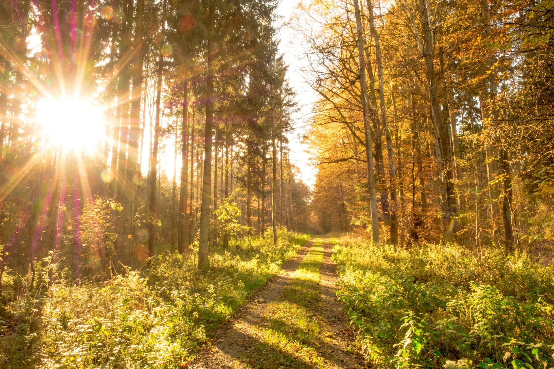 Nature path 5 mindfull wandelcoaching ontspan in het nu